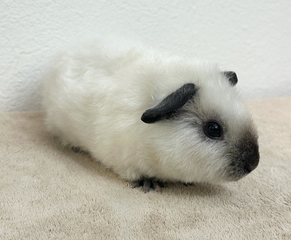Small Animal Cafeふわり tweet media