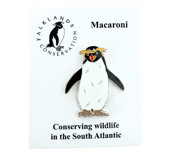 Falklands Conservation tweet media