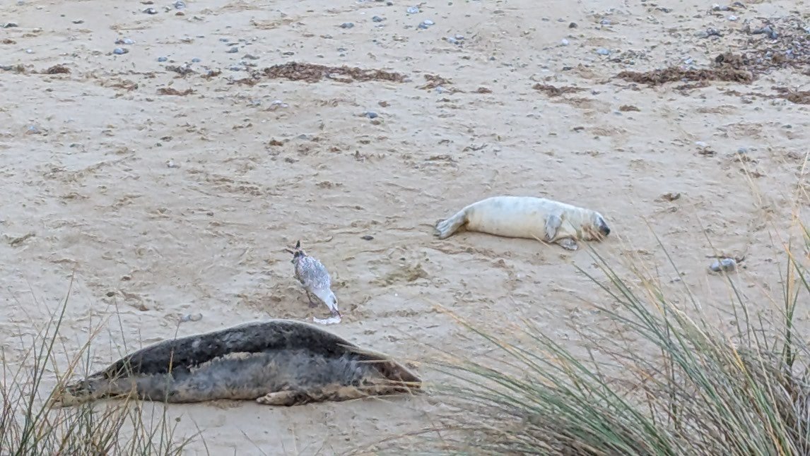 TFConnect tweet media