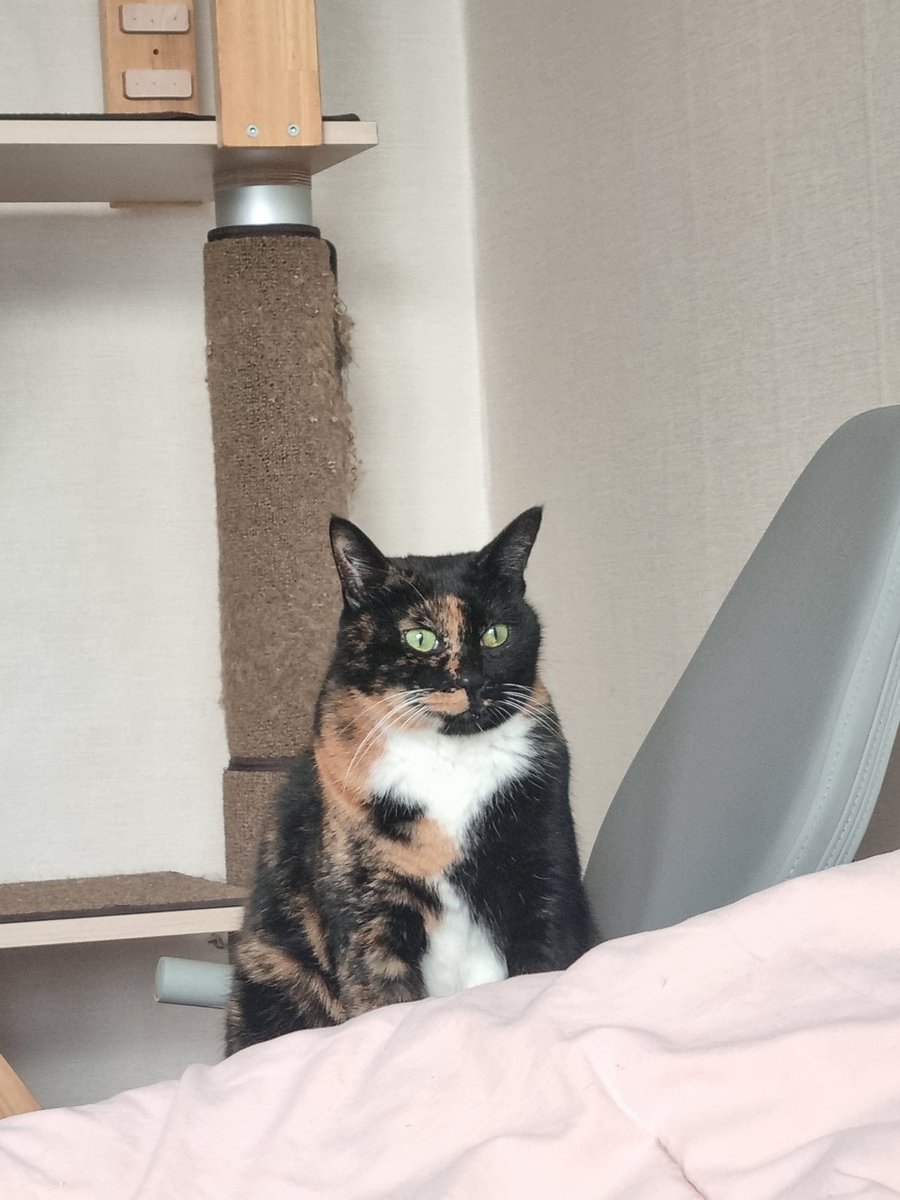 고양이들 너무 웃기게 생김 ㅋㅋ