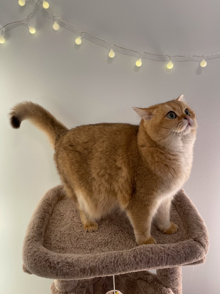 prosaic_auroras's tweet image. кошка булочка внимательно наблюдает за происходящим вокруг