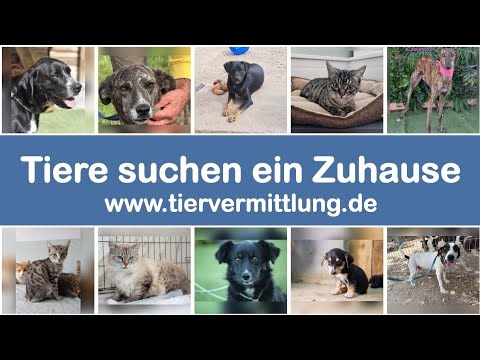 Tiere suchen ein Zuhause | Tiervermittlung.de |: #tiervermittlung #adoptierenstattkaufen #tierschutz #tierheim #hunde #katzen #haustiere #rescuedog #rescuecat Hier sind die Links für mehr Informationen zu den vorgestellten Tieren im Video: Aisha:… dlvr.it/TPhcTw