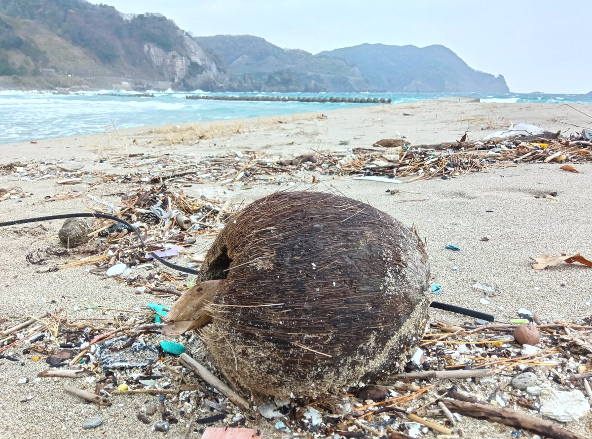 浜にヤシの実が打ち上げられていました。 日本海の海岸ですが、たまに