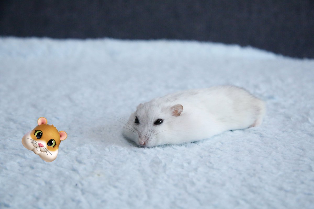 平 ハムスター tweet media