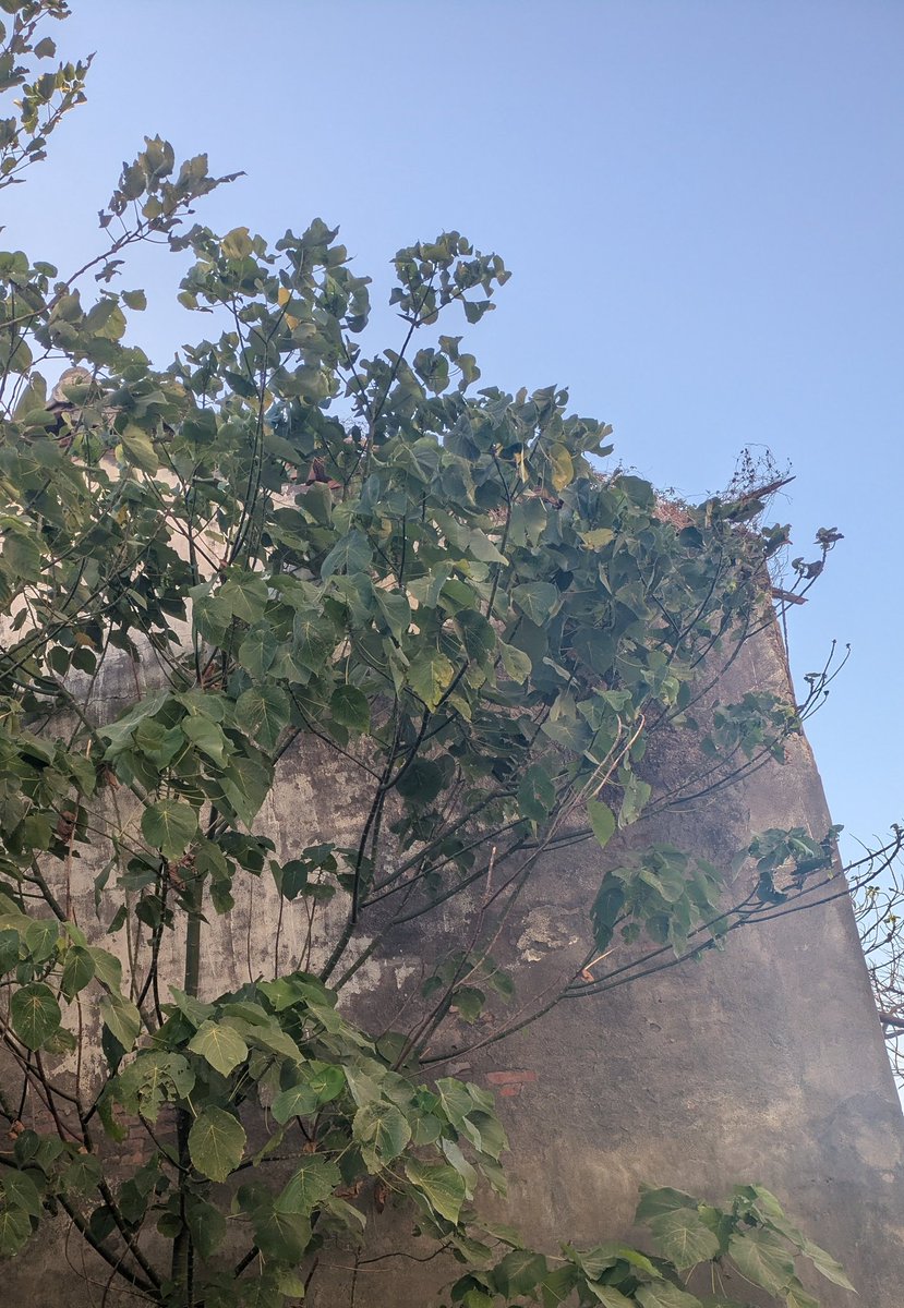 大冇樹 (Tuā-phànn-tshiū)
Macaranga tanarius