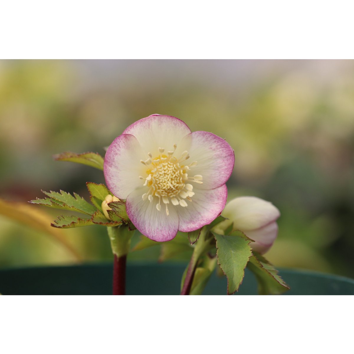 ohgi_nursery (@OhgiNursery) / Posts / X