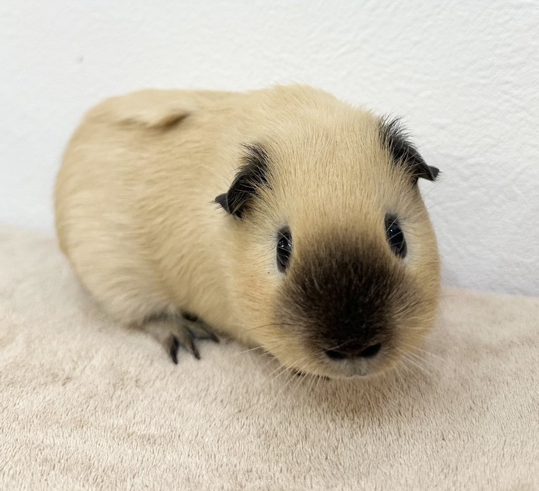 Small Animal Cafeふわり tweet media