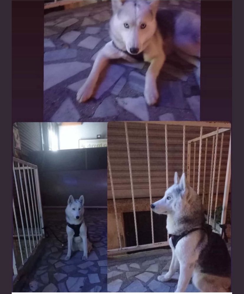 1 günde…

Şantiyeden alınan bir köpek, Edirne Barınağı’na götürüldü. 

Sahibi barınağa gittiğinde köpeklerinin boğularak öldürüldüğünü öğrendi.

<a href="/EdirneBel/">Edirne Belediyesi</a> <a href="/edirne_valiligi/">Edirne Valiliği</a> <a href="/RizvanogluEvrim/">Evrim Rızvanoğlu</a> <a href="/eczozgurozel/">Özgür Özel</a> 

#UtanmalarıLazım
#BarınakGerçekleri