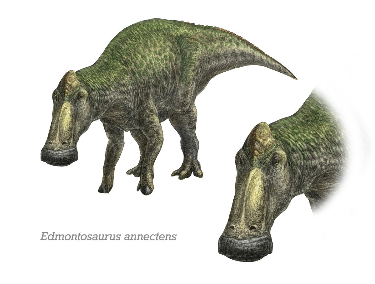 dimasaurus_art's tweet photo. Updated version https://t.co/zyQwfcvLIn