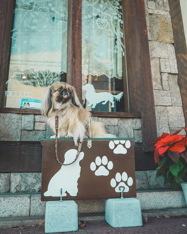 小牧市で初のドッグカフェがオープン！
向かいには動物病院ももうすぐオープン！
inucafe-repobu.com/article/ensemb…