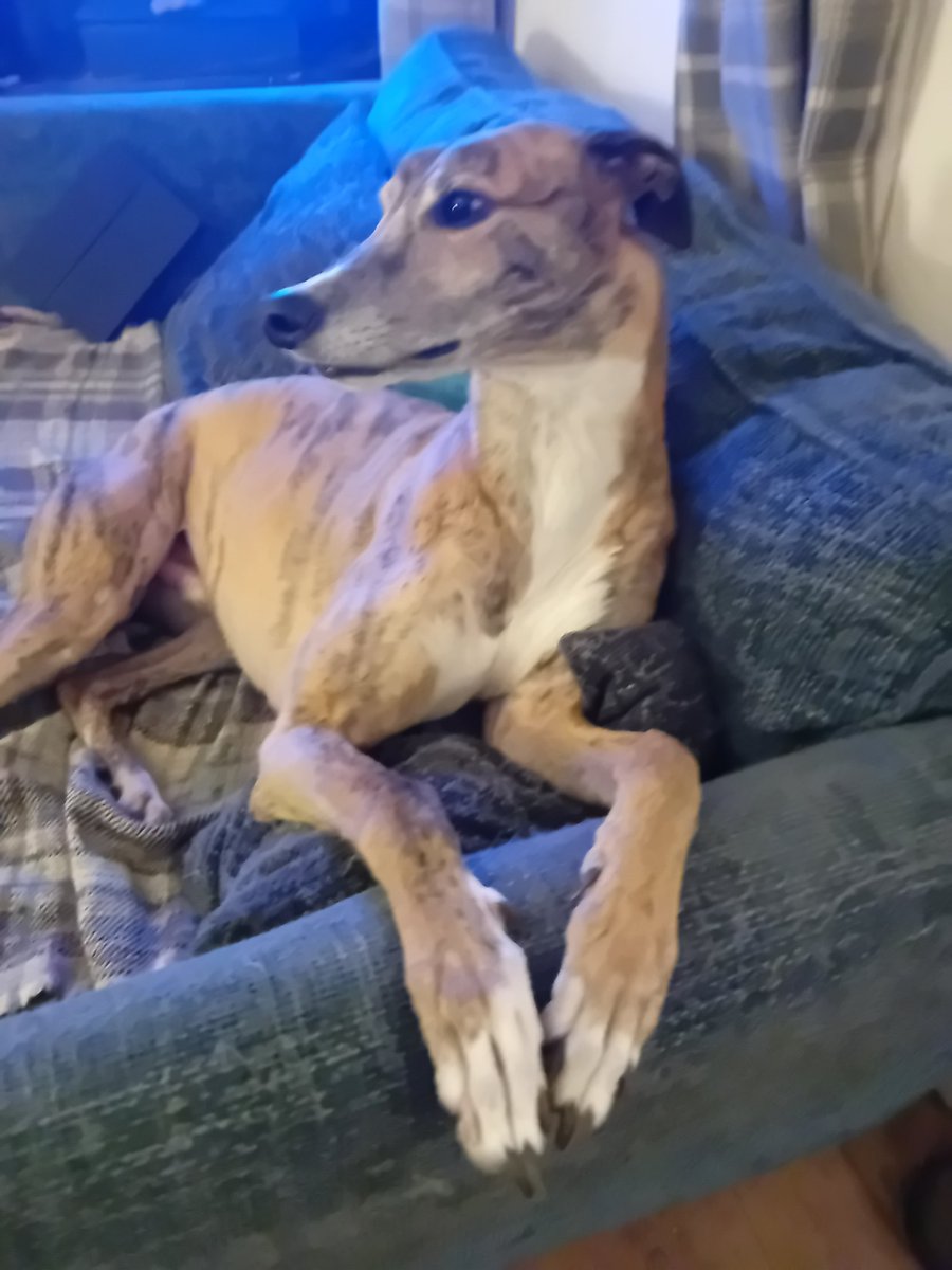 TheLengthsman's tweet photo. Killed my 1st #Pheasant this morning aided by the Lurcher !
#Murderinthewoods
#Oneforthepot https://t.co/xmyOHIVIab