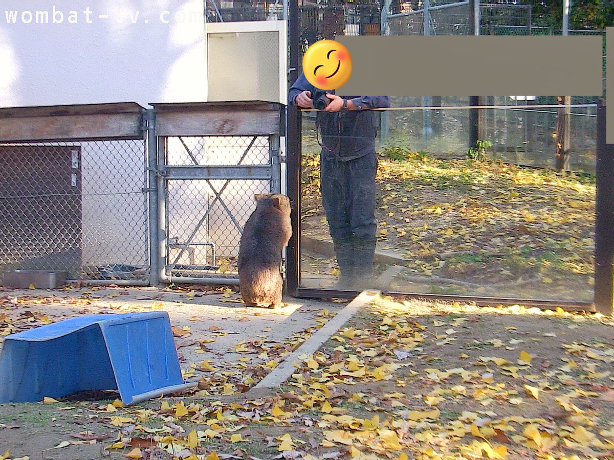 2年前の今日の4㌆ず #wombattv