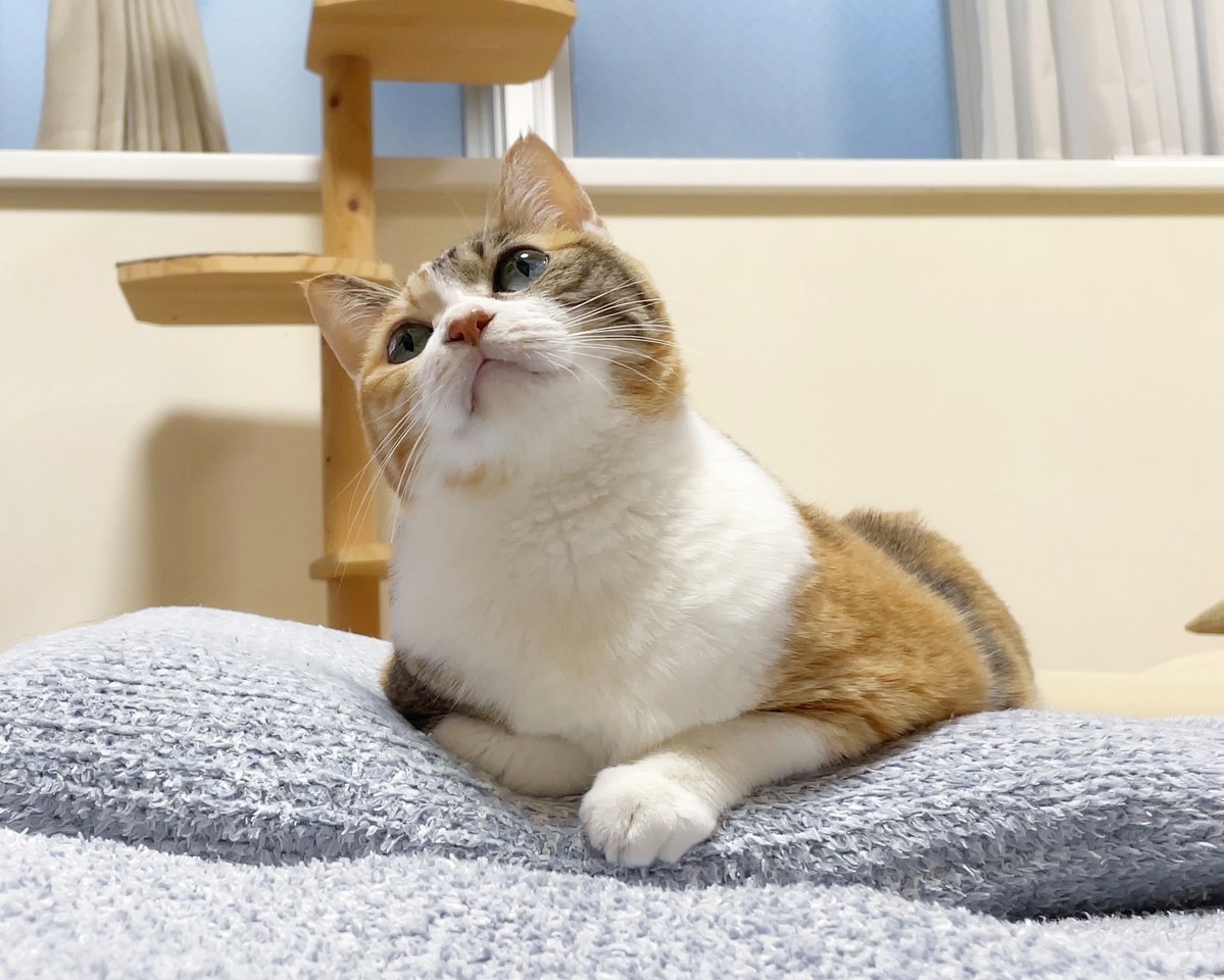 もすけ＠【c106火曜東ヌ-21a 】C105新刊🍈委託中 (@mskeou) / Posts / X