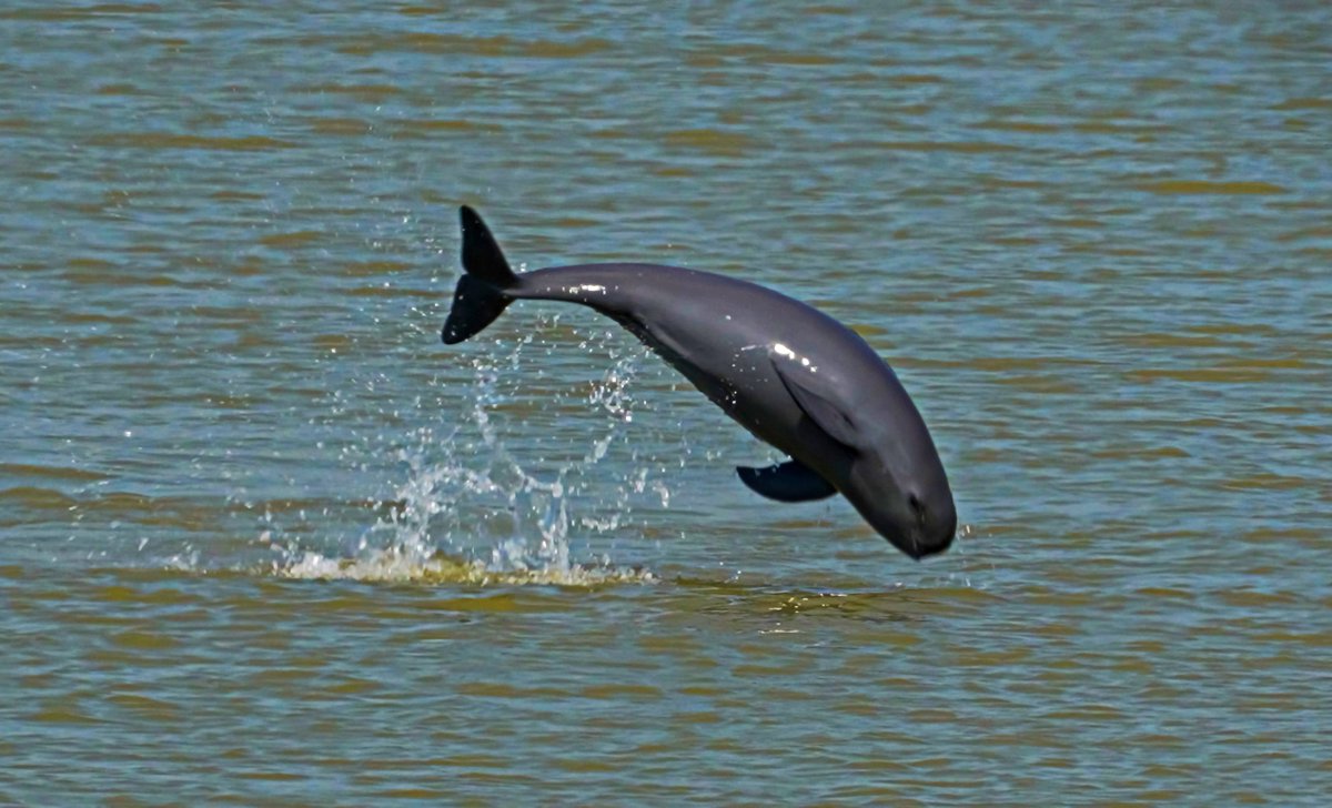 Ifeng_Jiangsu's tweet photo. See wild Yangtze finless porpoises thriving in downtown Nanjing—a rare sight for a global metropolis! 🐬 #EcoCity
How? Through river restoration & public action, the city shows urban life & nature can coexist. #Nanjing #Biodiversity
https://t.co/fuKJ7kVAJz https://t.co/BKZyiAhU7x