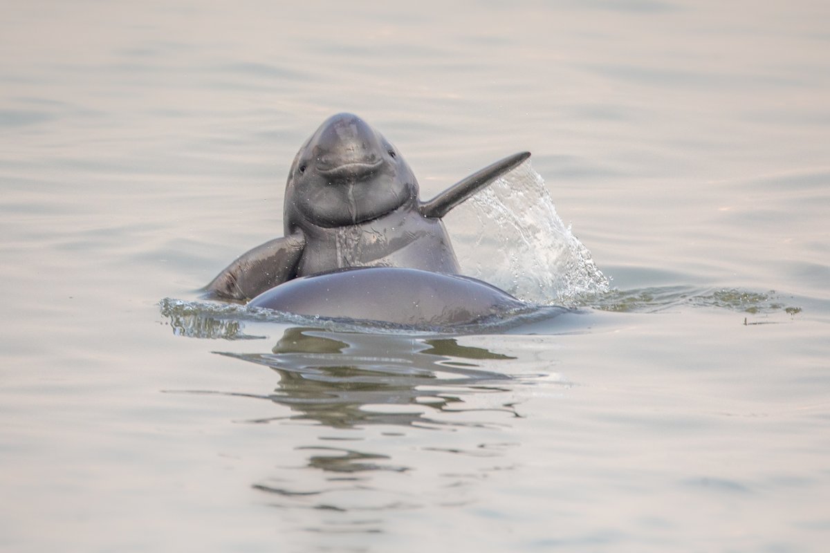 Ifeng_Jiangsu's tweet photo. See wild Yangtze finless porpoises thriving in downtown Nanjing—a rare sight for a global metropolis! 🐬 #EcoCity
How? Through river restoration & public action, the city shows urban life & nature can coexist. #Nanjing #Biodiversity
https://t.co/fuKJ7kVAJz https://t.co/BKZyiAhU7x