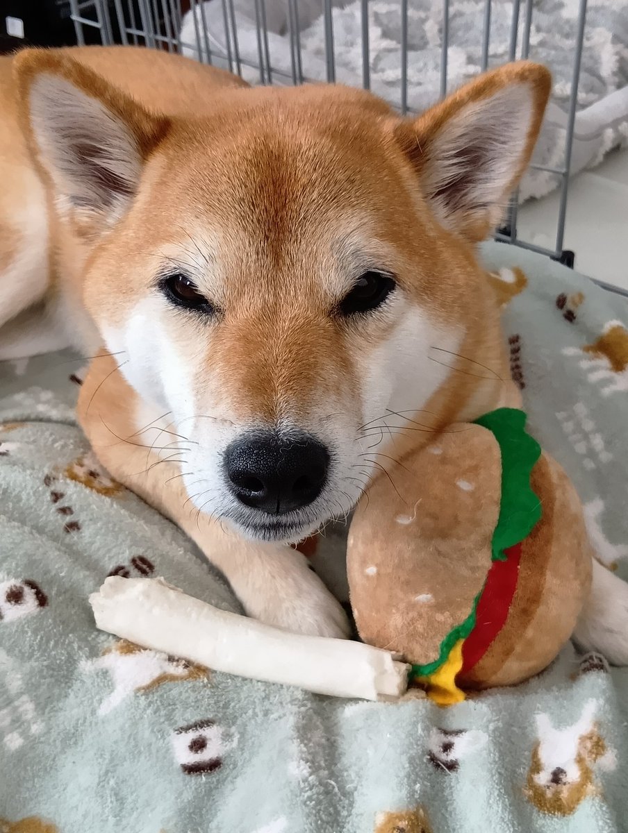 柴犬福 (@fuku230624) / Posts / X