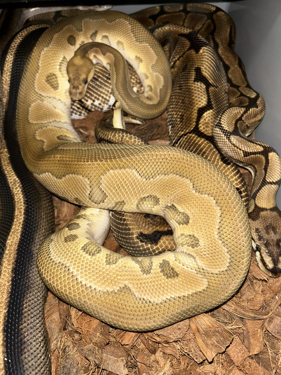 ancientfishbp's tweet photo. 2026🔥🐍🔥 https://t.co/Op5oysPcYu