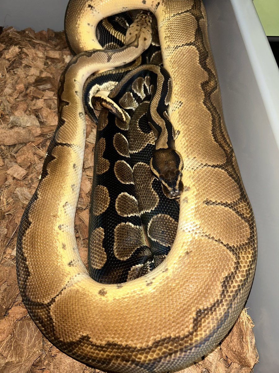 ancientfishbp's tweet photo. 2026🔥🐍🔥 https://t.co/Op5oysPcYu