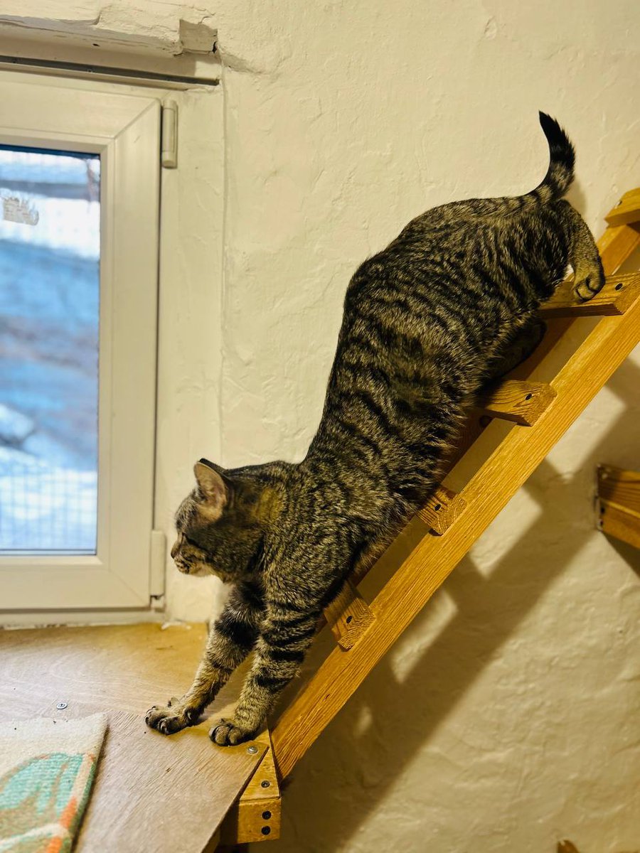 Вот этот гражданин кошачьей наружности прибегал к нам во двор и просил покушать. Даже в морозы он сидел трясущийся во дворе и ждал меня. Я не хотела брать, устала я уже. А он все равно прибегал. А потом хрипеть начал, заболел. Пришлось забирать в тепло. Лечу пока дома.