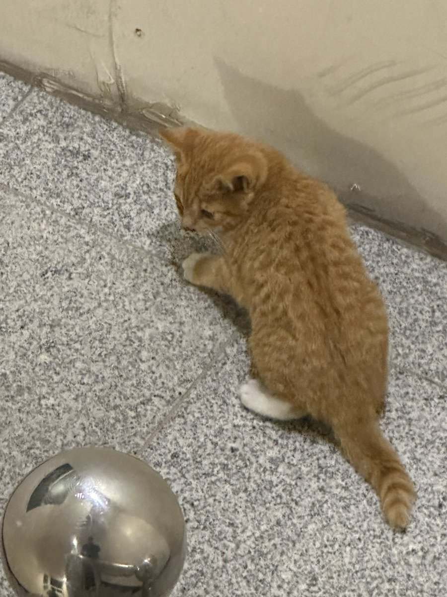 어제 우리집 3층까지 들어온 고양이인데,,,,
내려보내주다가 손가락 물려버린,,
응급실가서 파상풍주사랑 항생제 맞고온,,,,,,,,,