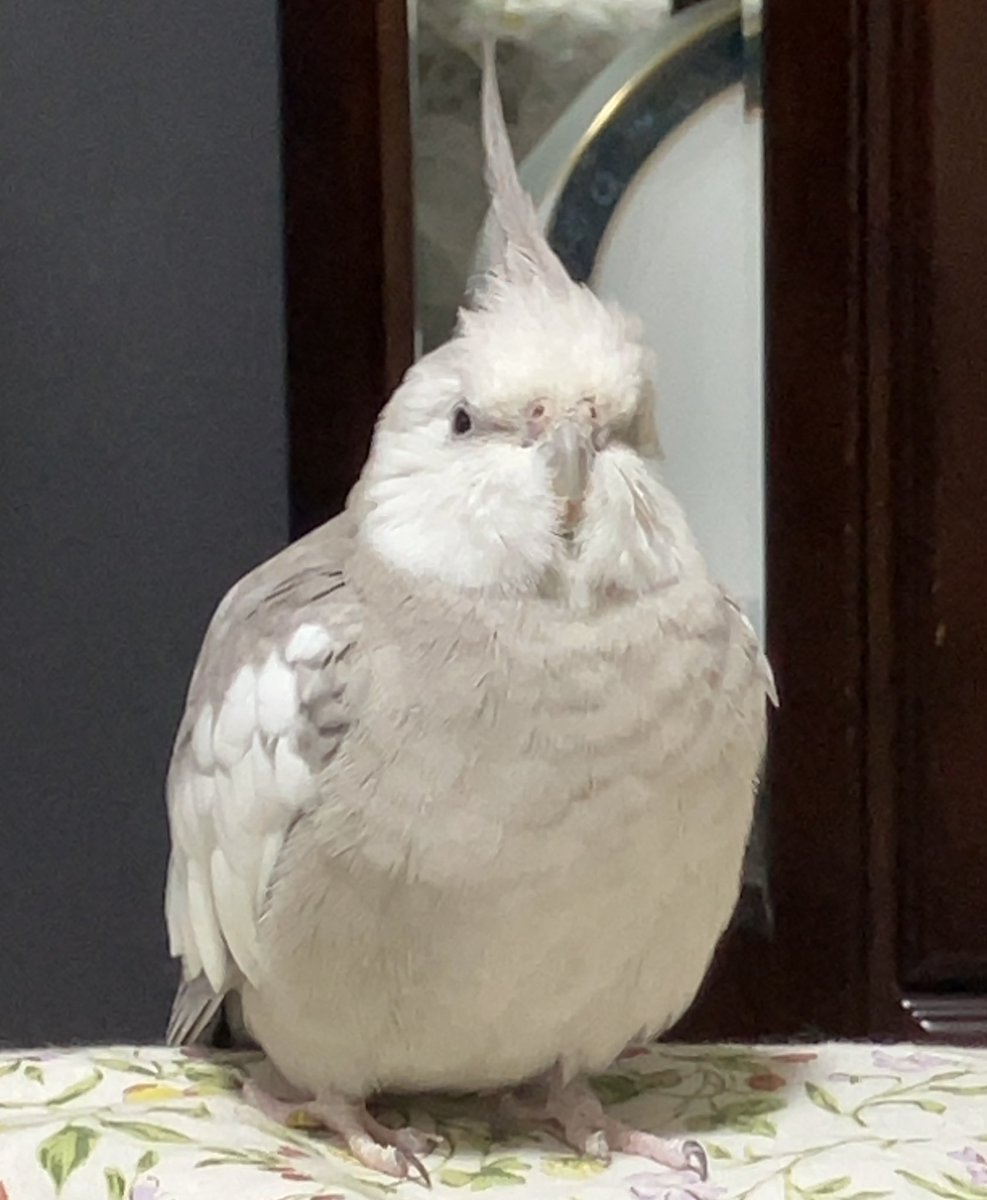 soranbu's tweet photo. 四角いねぇ https://t.co/GLk87NoYff