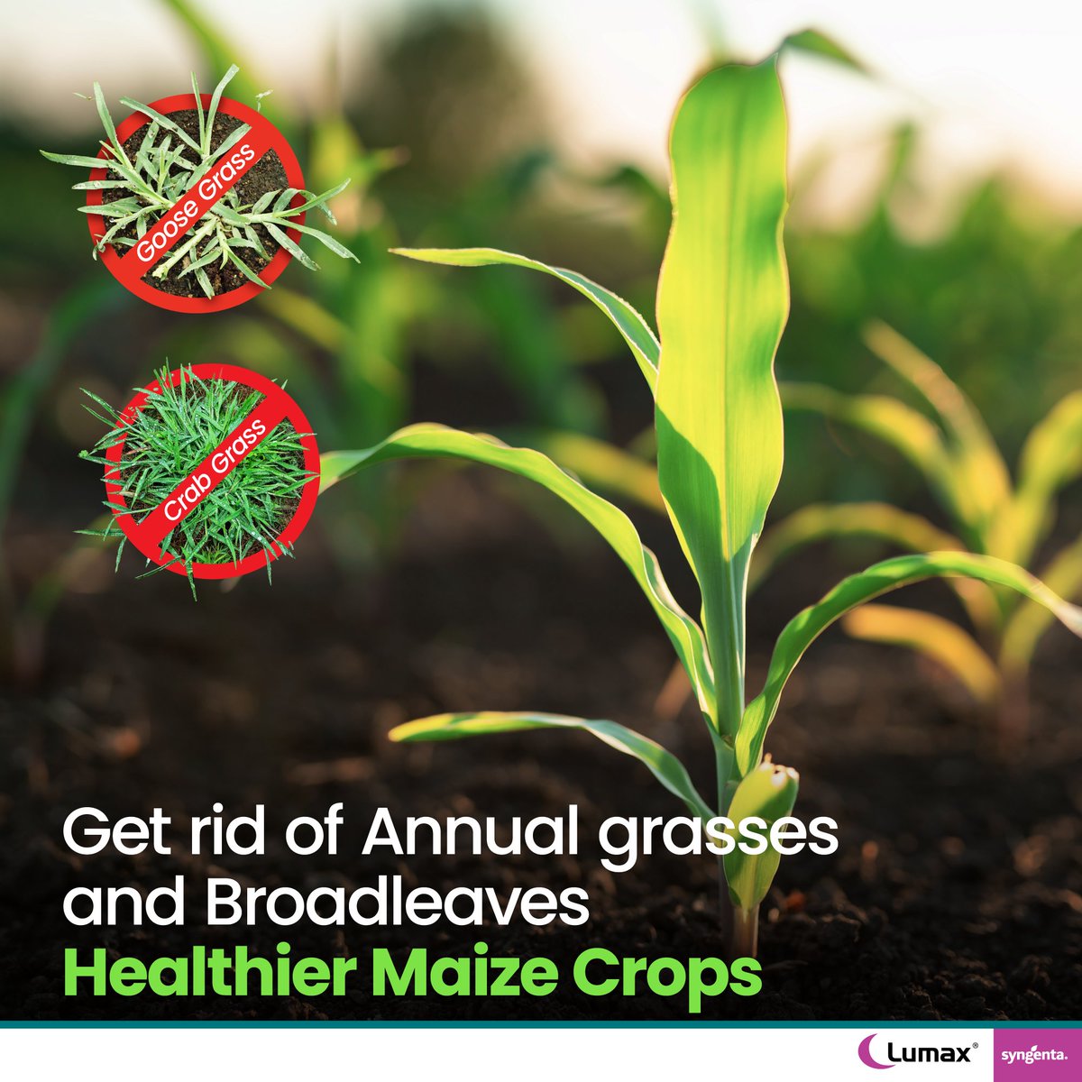 Early-season weeds compete with young maize for nutrients and moisture. 

Lumax provides broad-spectrum, long-lasting control of annual grasses and broadleaf weeds, helping your crop establish strong from the start.​

#Lumax #SyngentaZambia