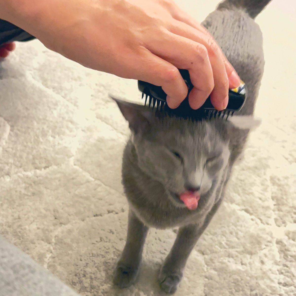 ロシアンブルー様⁎⁺˳ 横顔に自信あります。 #ロシアンブルー #横顔美人 #russianbluecat