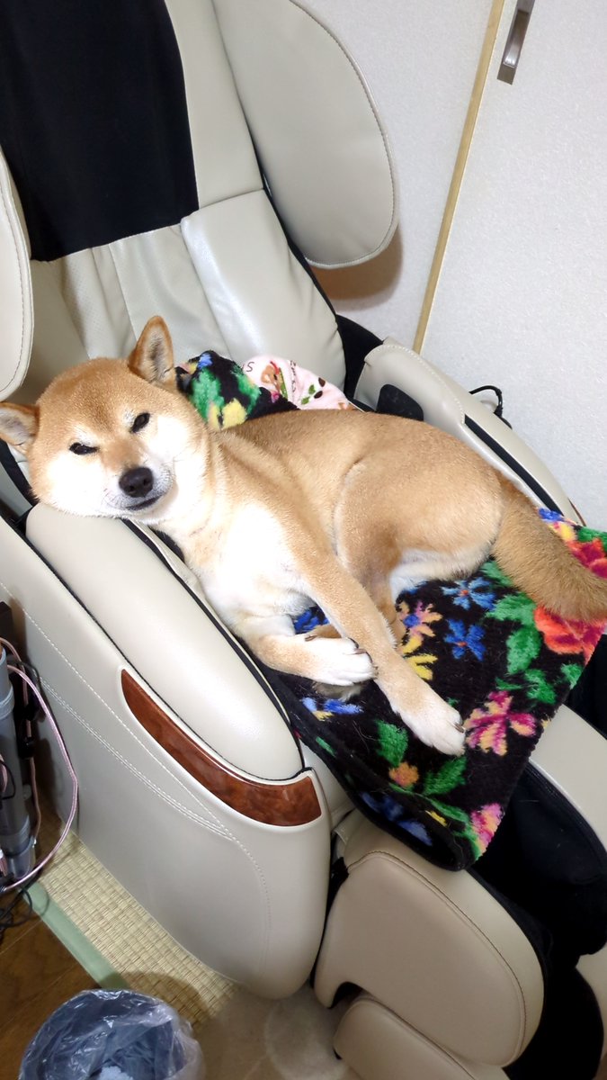 Shi-Ba【シーバ】＋犬びより (@ShiBa2929) / Posts / X