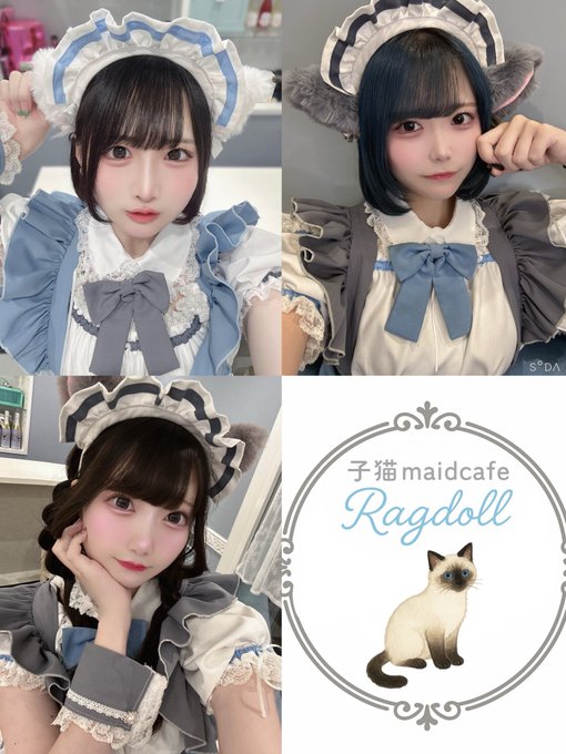 子猫maidcafeRagdollのツイート