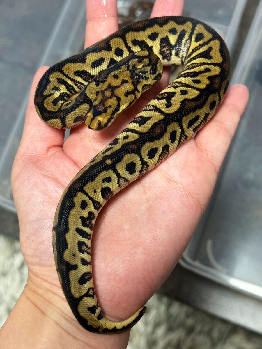 asahi_royals's tweet image. First Shed👏💖
今年もPompeii出てくれました🌋
相変わらず黒い🖤✨
ディアドロップがかなり消失しててめちゃくちゃカッコイイ🔥
そしてYB Clown以外みんな♀でした🥹🎀
RS Clownだけでもかなり良き🫰❤️‍🔥
#αRsCB 
#Ballpython 
#ボールパイソン 
#餌付け後販売予定