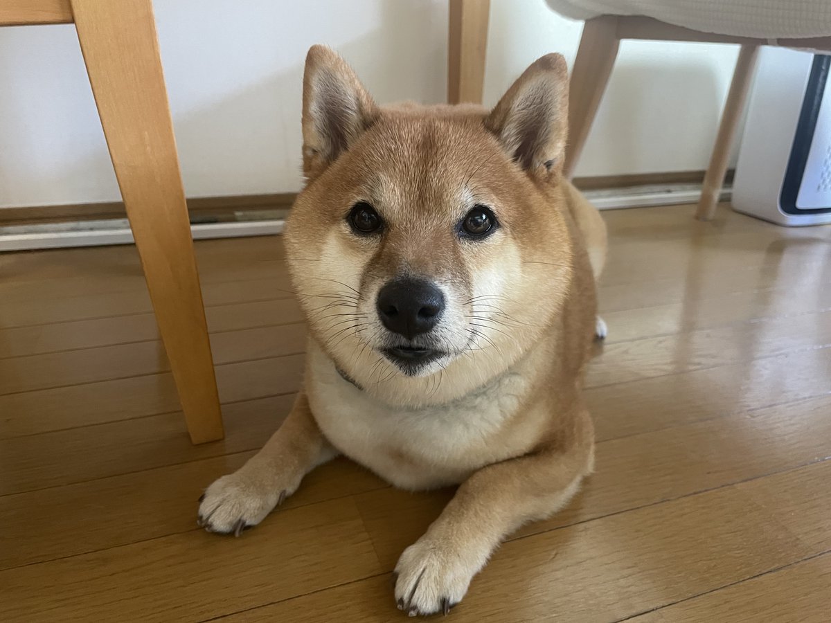 Shi-Ba【シーバ】＋犬びより (@ShiBa2929) / Posts / X