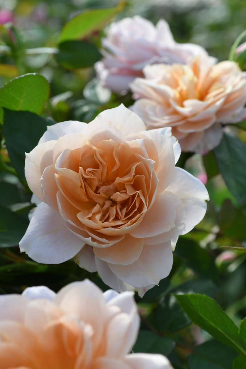 バラの家 公式本店 Rosa Orientis (@rosa_orientis) / Posts / X