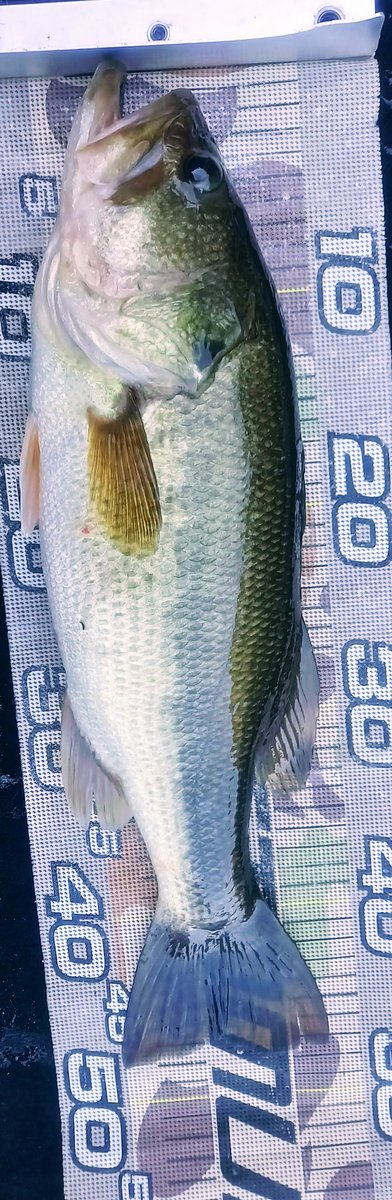 takehikobass's tweet photo. 本日豊英47.35.32.32.30の5本!
朝からボート際ばらし2連発して崩れ落ちましたがなんとかなりました✨️
#笹ぱん会
#豊英湖つり舟センター
#JACKAL
#SPIKIX https://t.co/RWvUlkC4FX