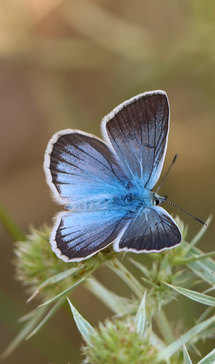Mariposa Nature Tours tweet media