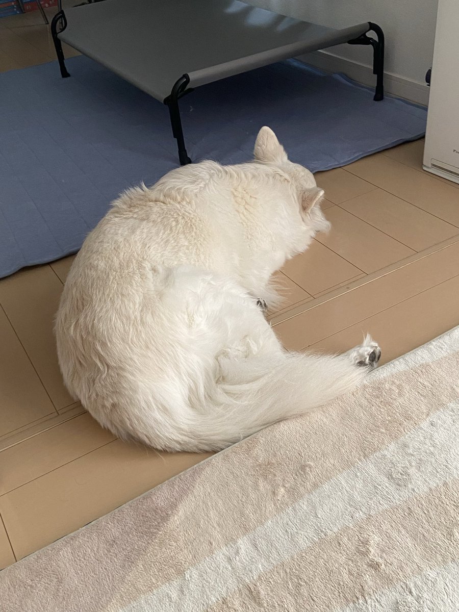 犬には暖房が暑いらしくて器用にフローリングで寝ている。