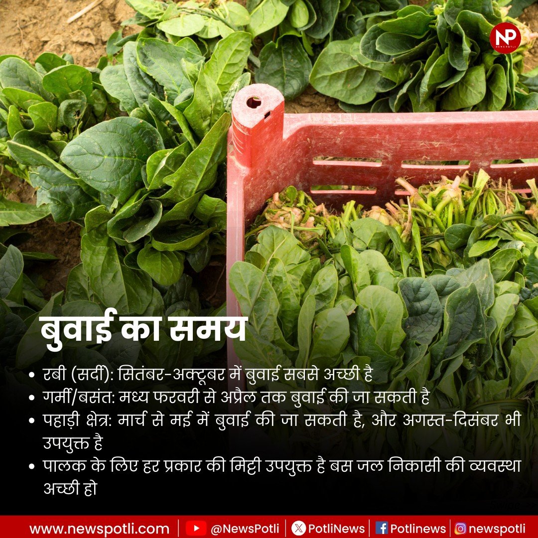 PotliNews's tweet image. बुवाई से बाजार तक......☘️🍀
पालक की खेती की पूरी जानकारी 👇

#NewsPotli #spinach #WINTER #vegetables #kitchengardening #HealthyEating