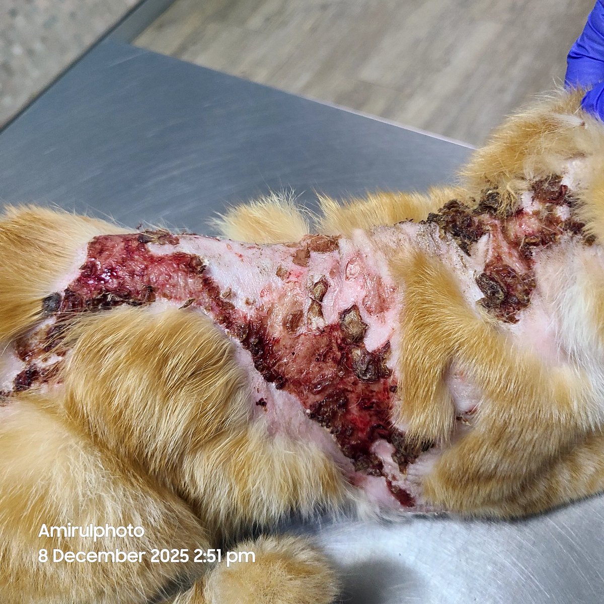 MirulAm05674851's tweet photo. Oyen perlukan rawatan dressing harian, ubat tahan sakit, antibiotik dan warded 14 hari. 

InsyaAllah..kalau semua ok.. Oyen akan dimandulkan selepas sembuh 😺 Sekarang fokus dulu rawatan luka dia 😢 https://t.co/UTJ1xj4LNe