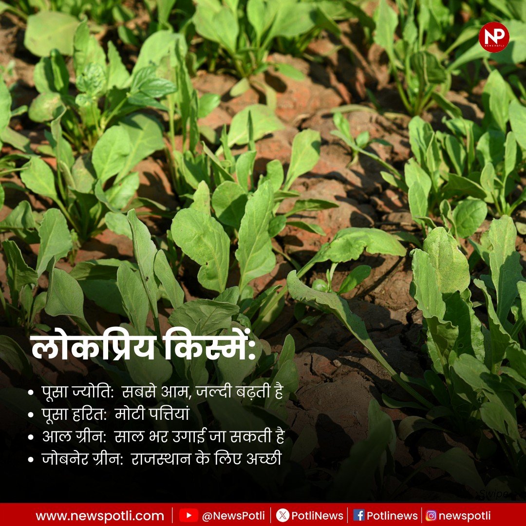 PotliNews's tweet image. बुवाई से बाजार तक......☘️🍀
पालक की खेती की पूरी जानकारी 👇

#NewsPotli #spinach #WINTER #vegetables #kitchengardening #HealthyEating