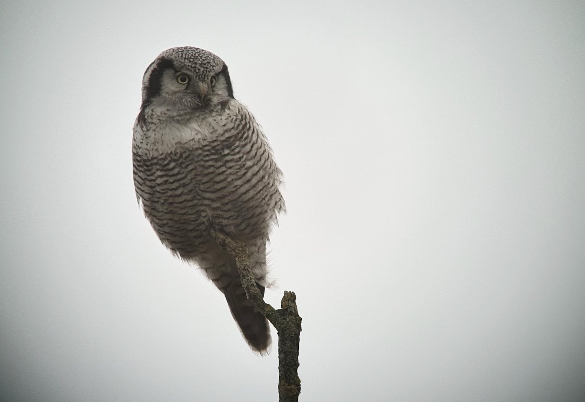 Good news - first Hawk Owls are now settled in my area in NW Estonia and short (2-day) private trip options to see this stunning beauty are available now. If interested, DM or email me. Picture from last winter.