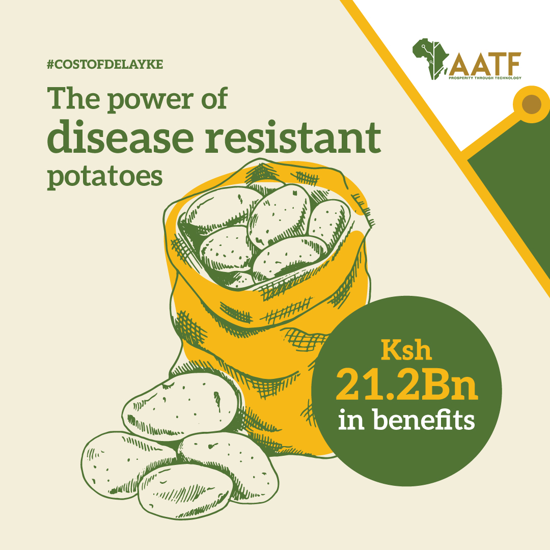 Potato farmers know the heartbreak 💔

You walk into your shamba &amp; find late-blight disease has wiped out up to 80% of your potato crops 

Thankfully, our advanced transgenic Shangi potato offers KSh 21.2BILLION in benefits to farmers!

 #GMOsInKenya #FoodSecurity #CostofdelayKE