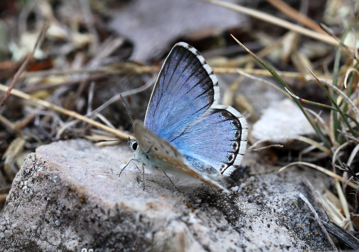 Mariposa Nature Tours tweet media