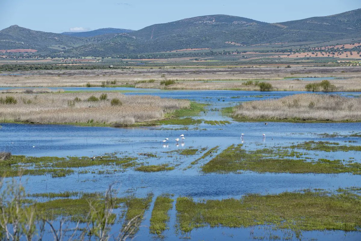 💧 En el corazón de La Mancha, encontramos el Parque Nacional de Las Tablas de Daimiel, tesoro vivo de agua y biodiversidad.

🪶 Refugio de aves acuáticas, humedal único en Europa, pulmón natural del Guadiana y paisaje en el que agua, tierra y vida se entrelazan en armonía.
