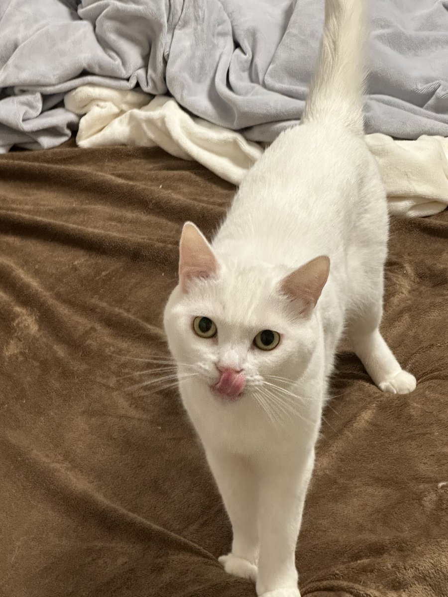 摇光 雷欧 WF2025s 3-31-17 (@cotton145) / Posts / X