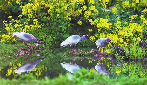 GreenCN2030's tweet photo. Once down to just seven wild crested ibises in Yangxian county, Shaanxi province, in 1981, the iconic "oriental gem" is soaring again, with the population now exceeding 6,000. Decades of protection, from pesticide bans to 24-hour breeding-season monitoring, have not only revived the species but also brought back other rare birds and boosted organic farming and eco-tourism.
Villages that once saw the ibis disappear now spot hundreds right outside their homes, while bird-watching tours and green agriculture generate new income for locals. As the population grows, rescue and monitoring teams face fresh challenges, but ongoing efforts — including rewilding programs — continue to strengthen the long-term recovery of this once-endangered species.