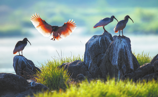 GreenCN2030's tweet photo. Once down to just seven wild crested ibises in Yangxian county, Shaanxi province, in 1981, the iconic "oriental gem" is soaring again, with the population now exceeding 6,000. Decades of protection, from pesticide bans to 24-hour breeding-season monitoring, have not only revived the species but also brought back other rare birds and boosted organic farming and eco-tourism.
Villages that once saw the ibis disappear now spot hundreds right outside their homes, while bird-watching tours and green agriculture generate new income for locals. As the population grows, rescue and monitoring teams face fresh challenges, but ongoing efforts — including rewilding programs — continue to strengthen the long-term recovery of this once-endangered species.
