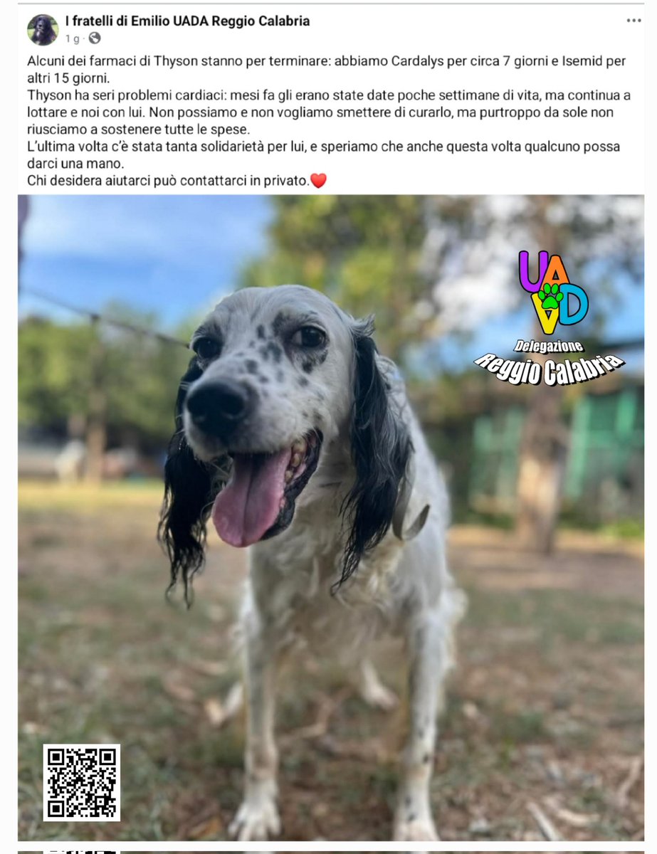 #Thyson sta per terminare i farmaci 🙏🏻🙏🏻🙏🏻🆘️🆘️ Cardalys  e Isemid.
Thyson ha seri problemi cardiaci: mesi fa gli erano state date poche settimane di vita, ma continua a lottare
Per aiutare #uadareggiocalabria 
☎️  3455855216 (se non risponde mandate un messaggio)