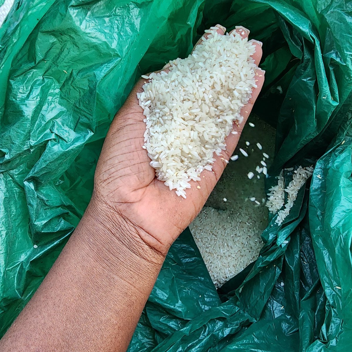 ChePatuma's tweet image. Mpunga available  for sell at mk3,800/ kg in Mpemba , BT.
Call or WhatsApp  0998788910. I do deliveries  aswell. Please  retweet, my customers  might be on your TL