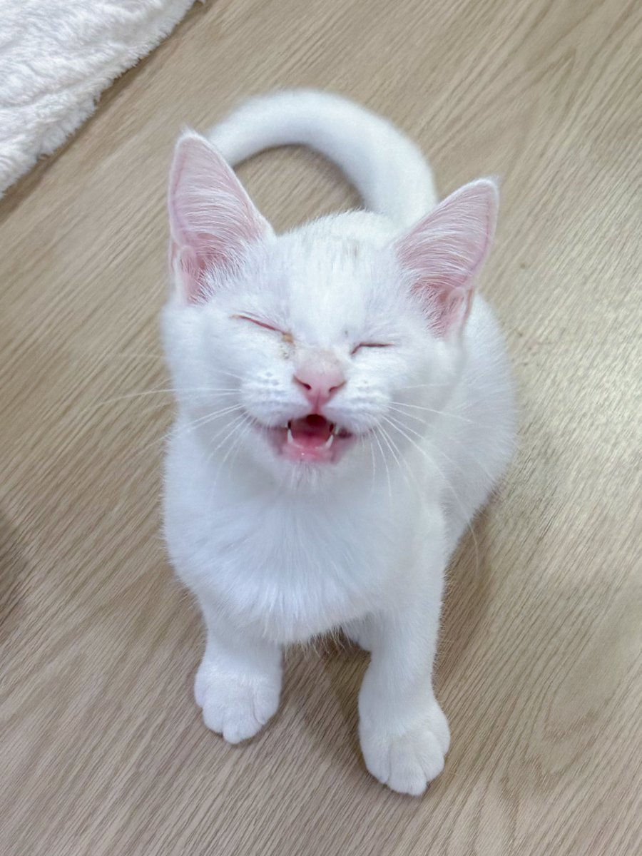 _DNVP2_'s tweet image. ชีฉี่ใส่โซฟาเลยโดนยายดุ แล้วดูทำหน้า สำนึกที่ไหน หลับหูหลับตาเถียง!!