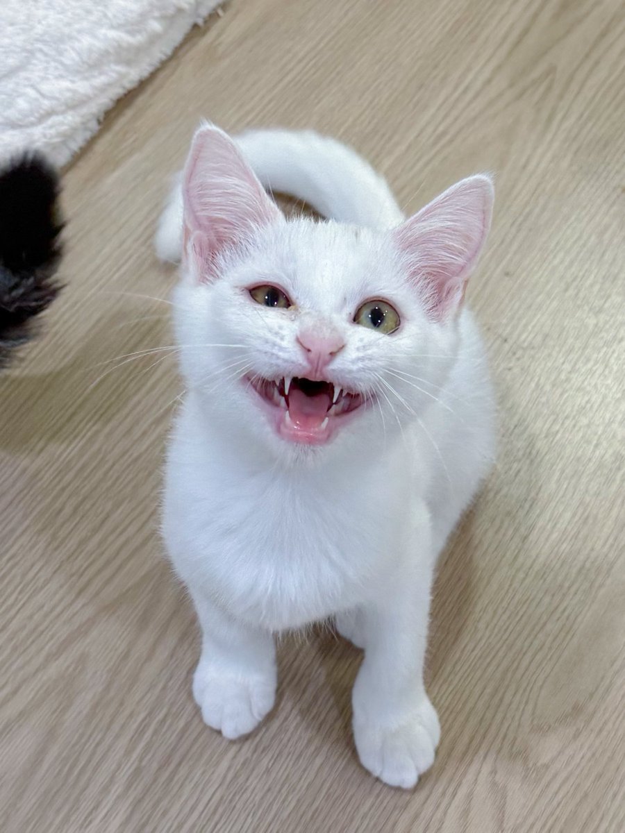 _DNVP2_'s tweet image. ชีฉี่ใส่โซฟาเลยโดนยายดุ แล้วดูทำหน้า สำนึกที่ไหน หลับหูหลับตาเถียง!!