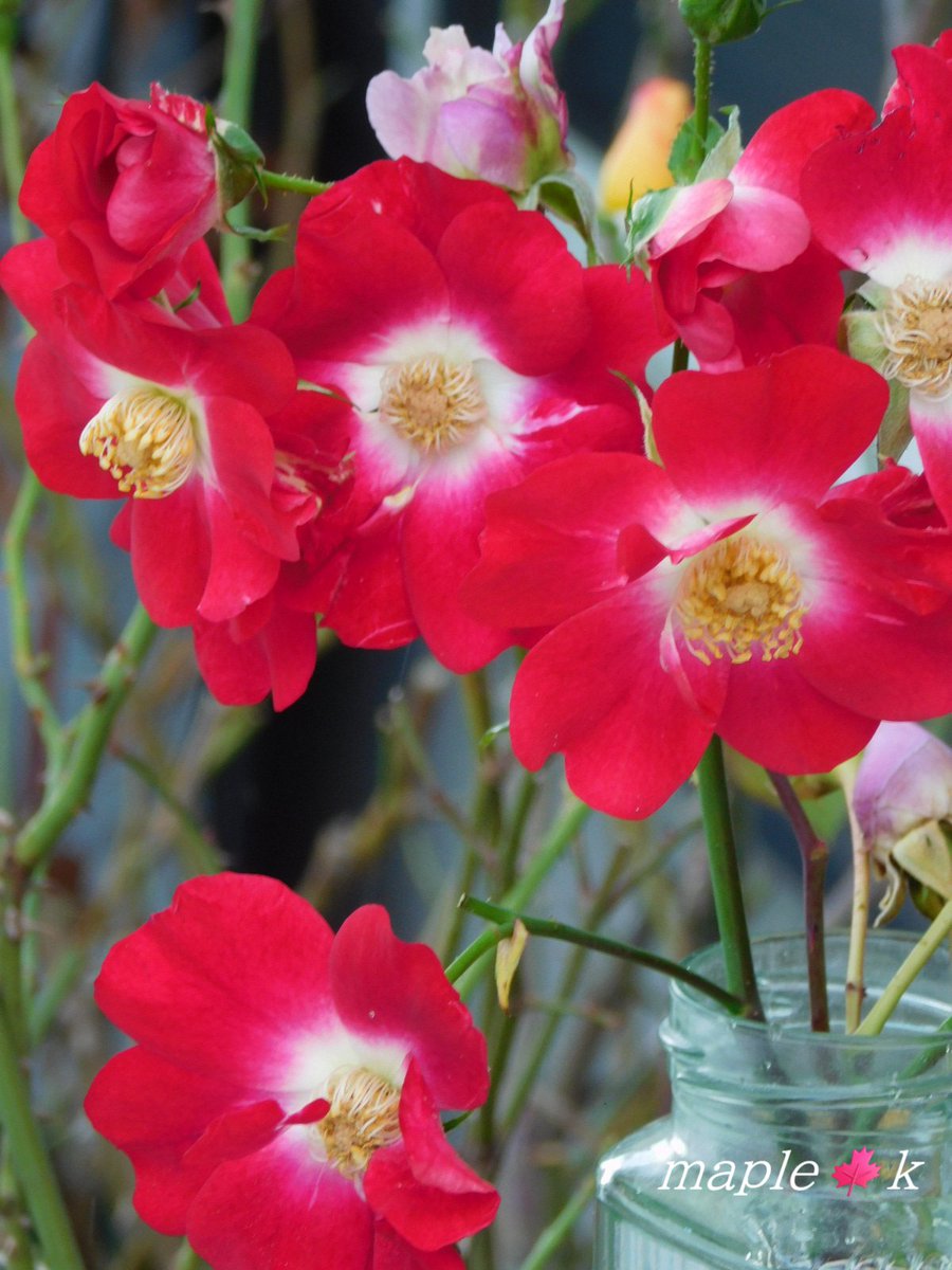 メープル 楓 (@DaNDVp2i9V1F857) / Posts / X